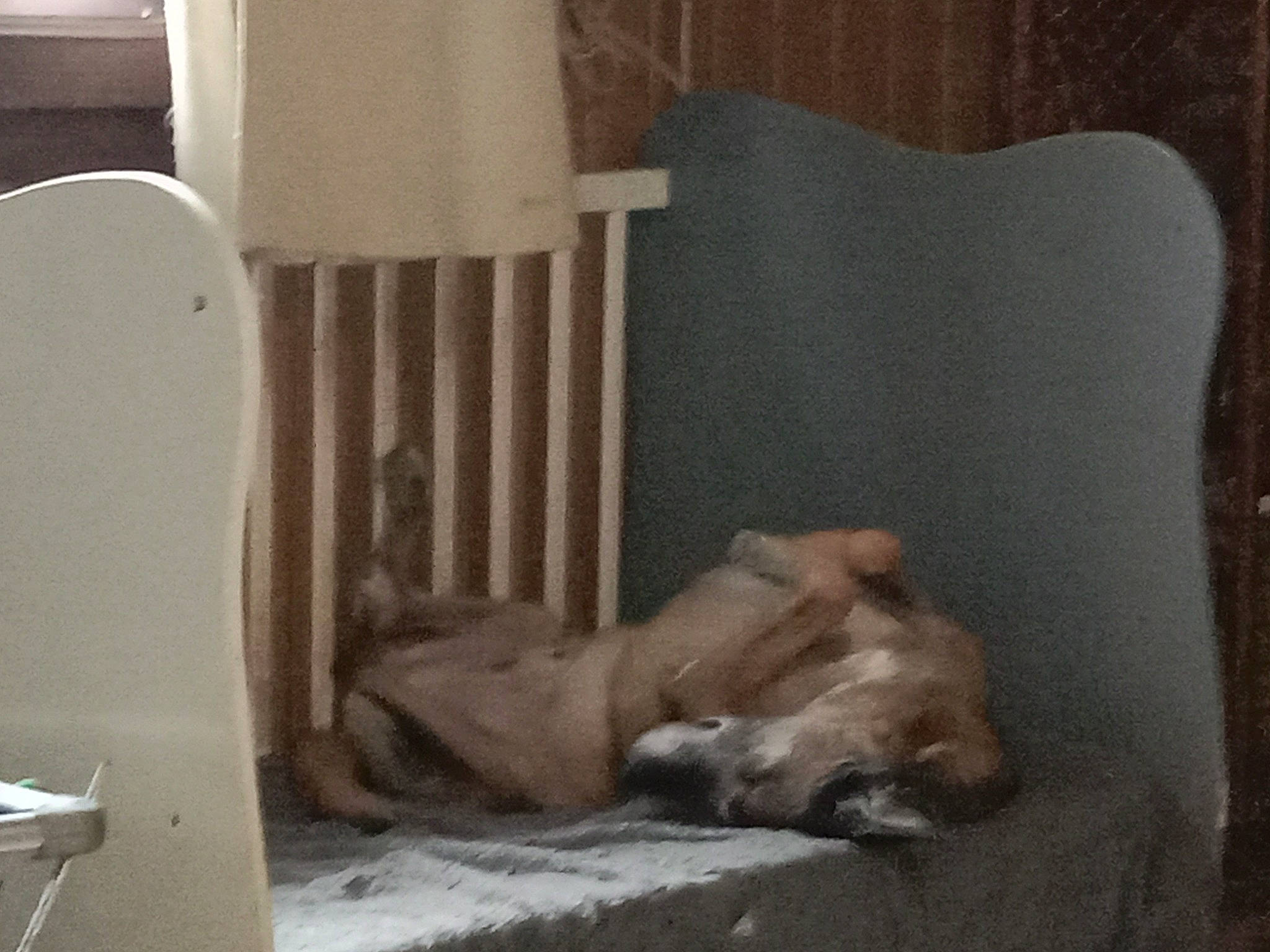 Poupy participe au concours pour gagner de l'argent avec cette photo : art, carnivore, chair, comfort, companion_dog, concrete, dog, dog_breed, fawn, flooring, gas, hardwood, linens, nap, room, wood