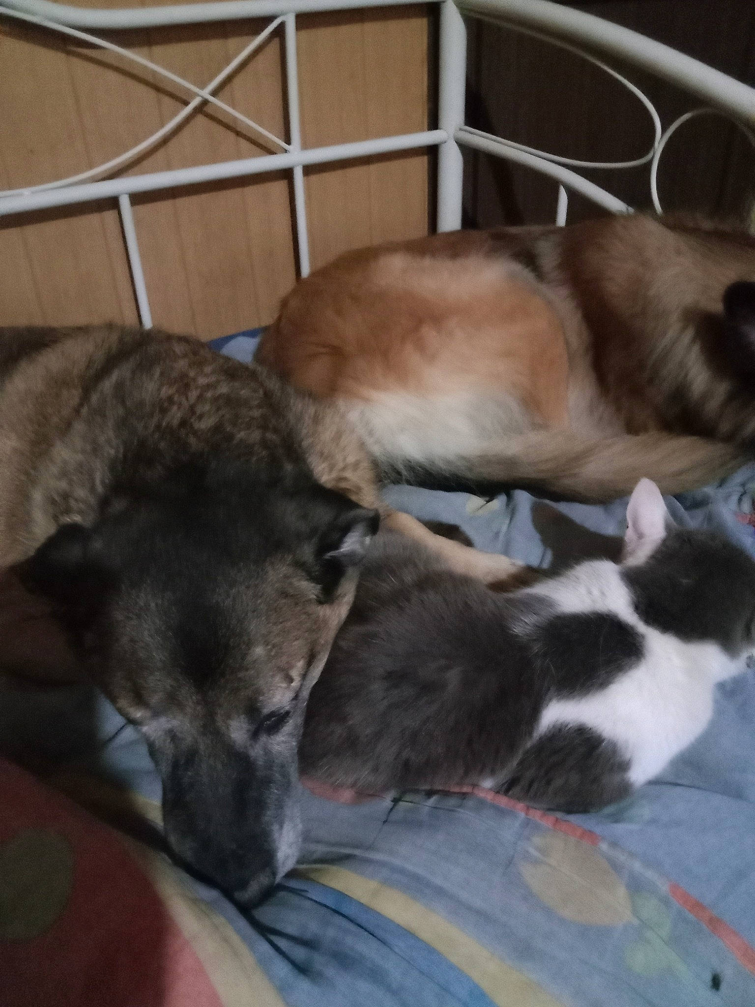 Poupy a rejoint le concours — aidez-le/la à gagner de superbes lots ! animal_shelter, canidae, carnivore, comfort, companion_dog, dog, dog_breed, fawn, felidae, fur, liver, mammal, nap, paw, small_to_medium_sized_cats, sporting_group, tail, terrestrial_animal, whiskers, working_animal