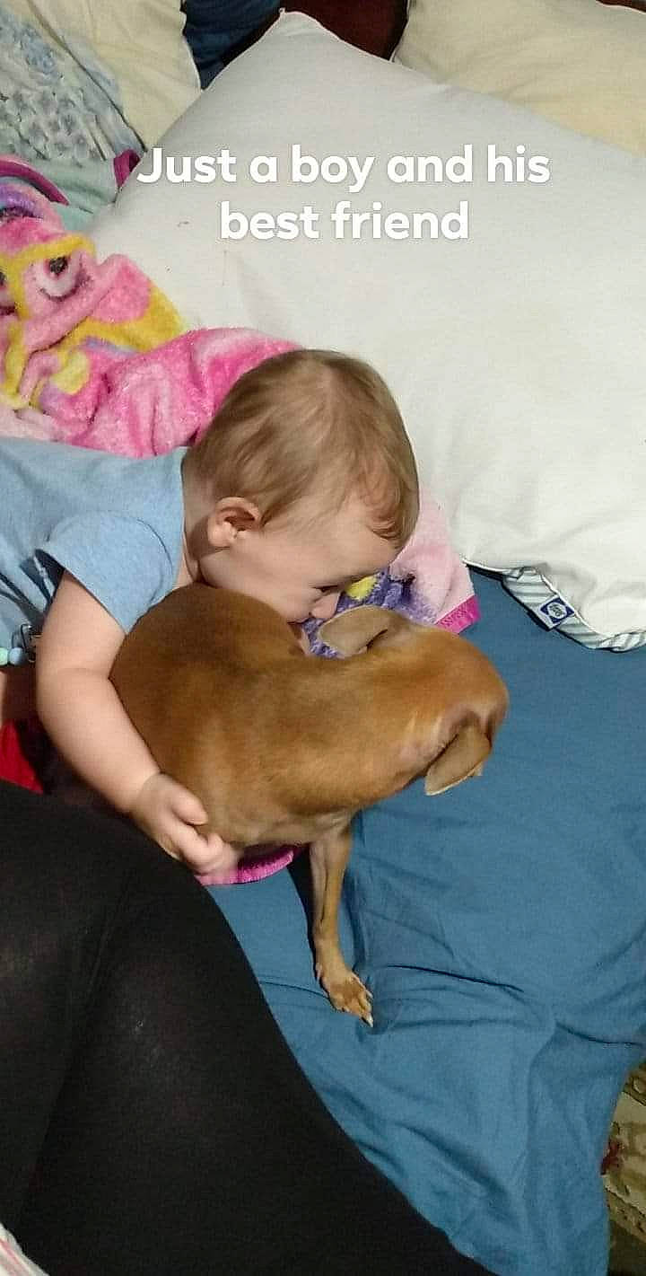 Kade is registered to the contest to win money with this photo: baby, baby_toddler_clothing, carnivore, child, comfort, companion_dog, dog, dog_breed, dog_supply, ear, fawn, happy, lap, linens, magenta, person, room, sitting, sporting_group, toddler