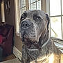 dog, large_dog, brindle_coat, pet, indoors, window, sunlight, collar, animal, mammal, face, portrait, looking_away, home, floor, furniture, brown, quiet, calm, domestic