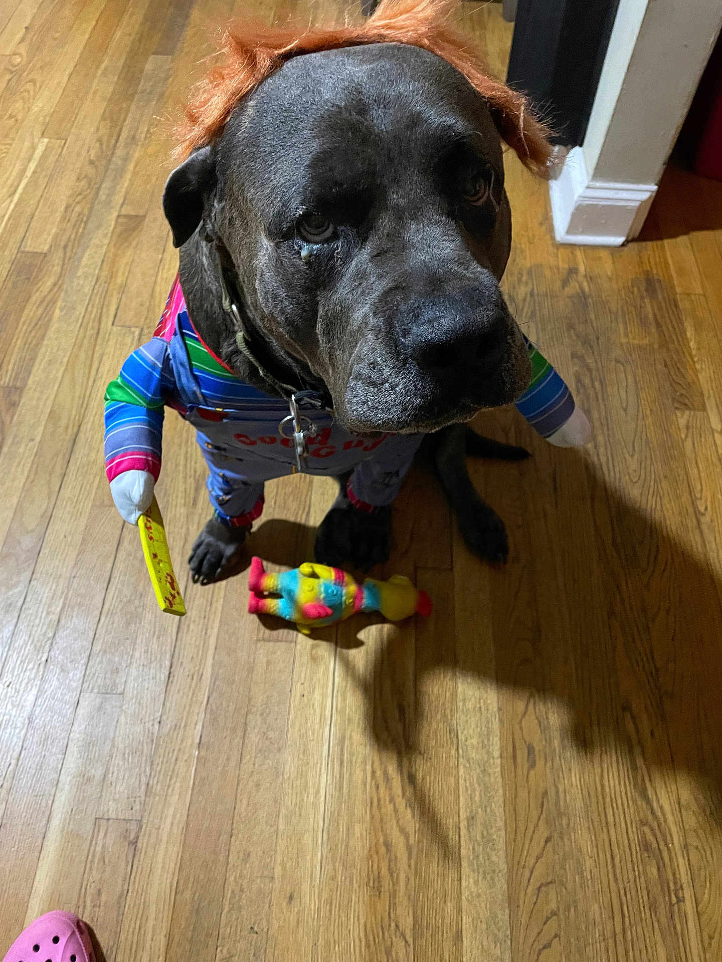 Ryder