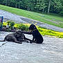 dog, dogs, outdoor, patio, concrete, grass, trees, sunlight, nature, animal, pet, collar, friendship, paw, resting, sitting, greenery, daytime, support, companionship