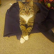 Queenie joined the competition — help win amazing prizes! cat, tabby, indoor, carpet, paws, crossed_paws, water_bottle, bag, fabric, beige, brown, white, striped, pet, animal, relaxed, feline, looking_at_camera, floor, closeup