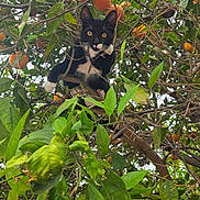 Tigger is registered to the contest to win money with this photo: cat, tree, orange, leaves, branches, fence, outdoor, nature, animal, pet, black_and_white_cat, curious, perched, fruit, greenery, wood, garden, wildlife, eyes, playful