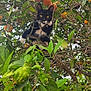 cat, tree, orange, leaves, branches, fence, outdoor, nature, animal, pet, black_and_white_cat, curious, perched, fruit, greenery, wood, garden, wildlife, eyes, playful
