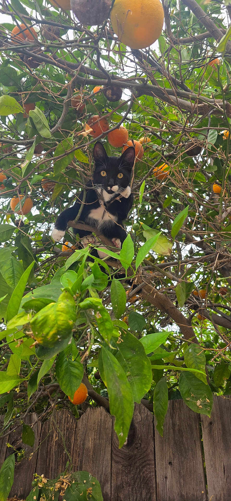 Tigger is registered to the contest to win money with this photo: cat, tree, orange, leaves, branches, fence, outdoor, nature, animal, pet, black_and_white_cat, curious, perched, fruit, greenery, wood, garden, wildlife, eyes, playful