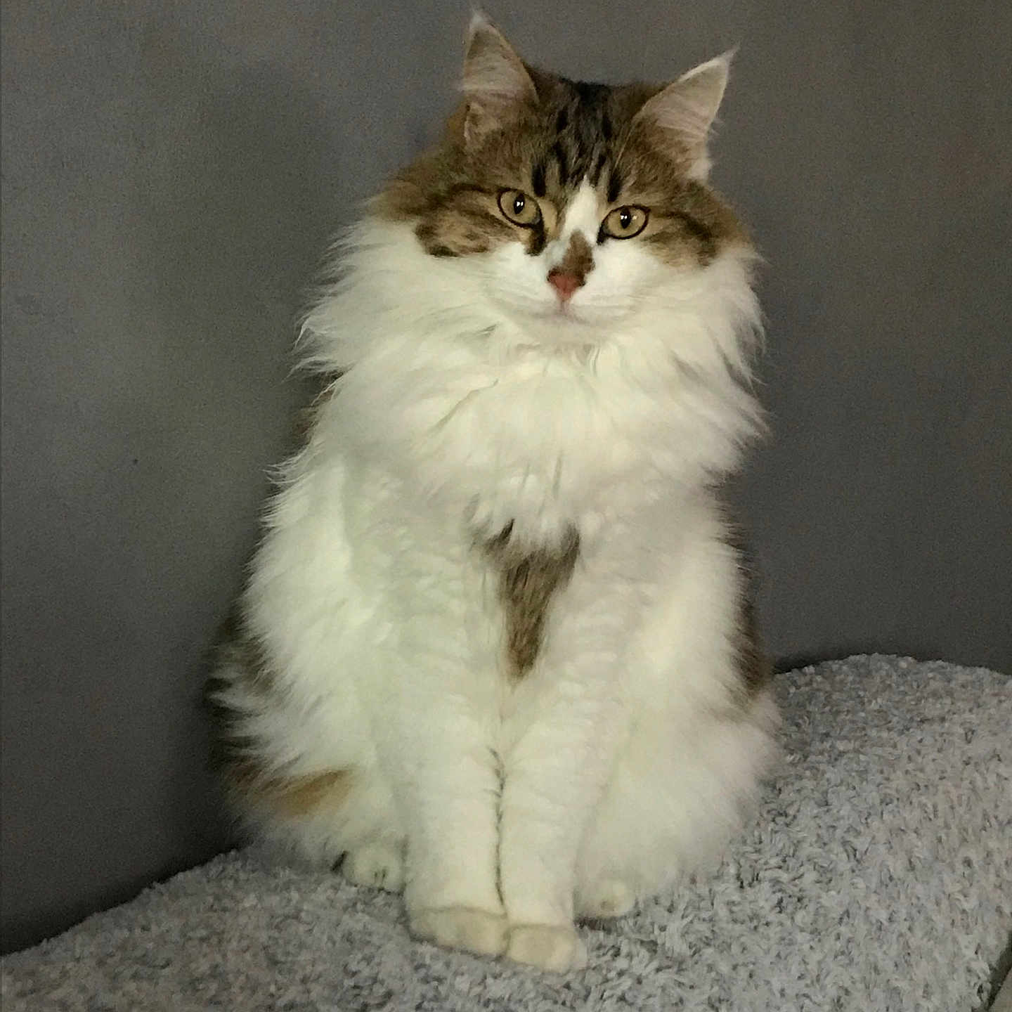 Kitty participe au concours pour gagner de l'argent avec cette photo : abyssinian, angora, animal, blanket, cat, homedecor, kitten, manx, person, pet, siamese, sleeping, white