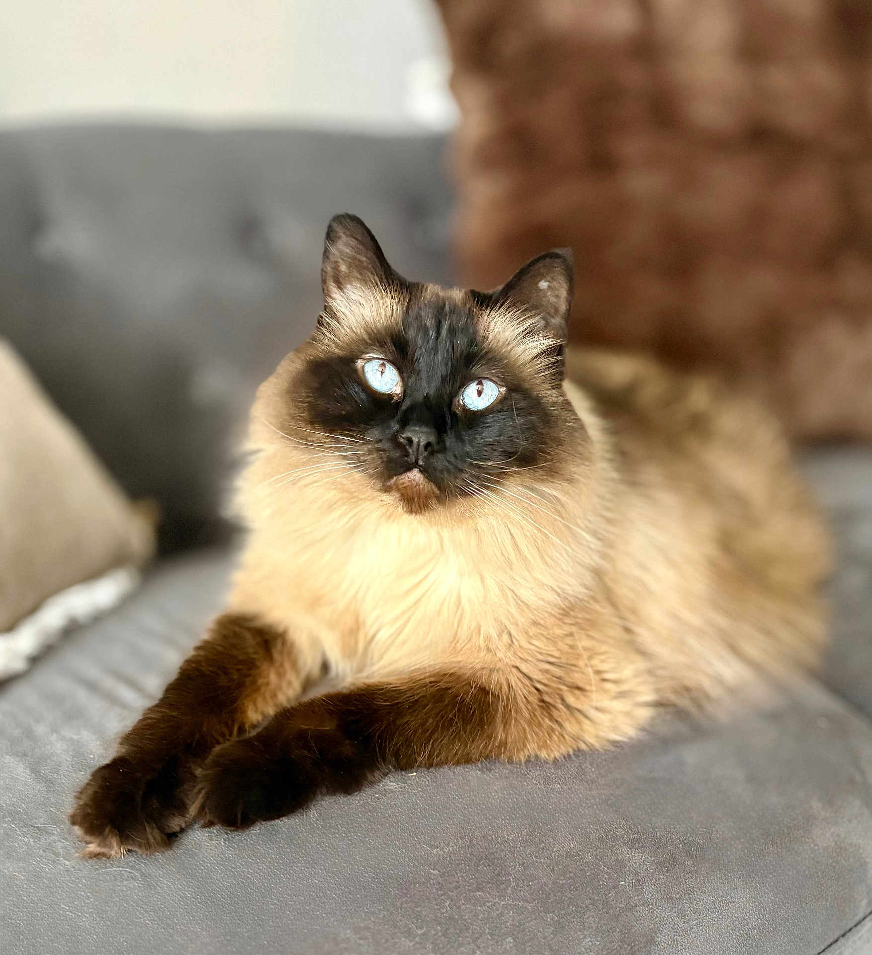 Khloe joined the competition — help win amazing prizes! cat, siamese_cat, blue_eyes, fluffy, pet, indoor, couch, furniture, relaxed, animal, mammal, whiskers, portrait, close_up, domestic_animal, paws, feline, soft_fur, resting, cozy