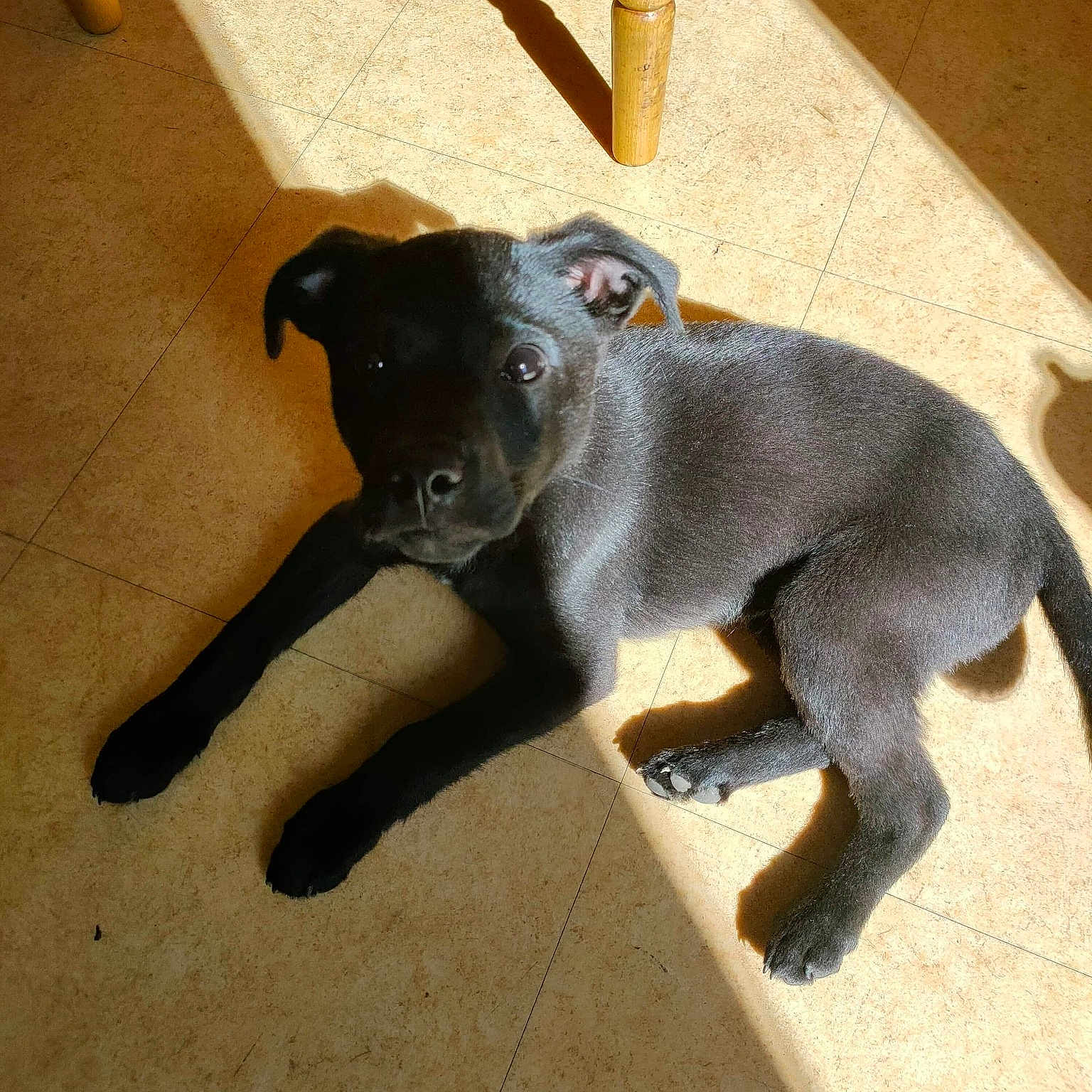 Shadow