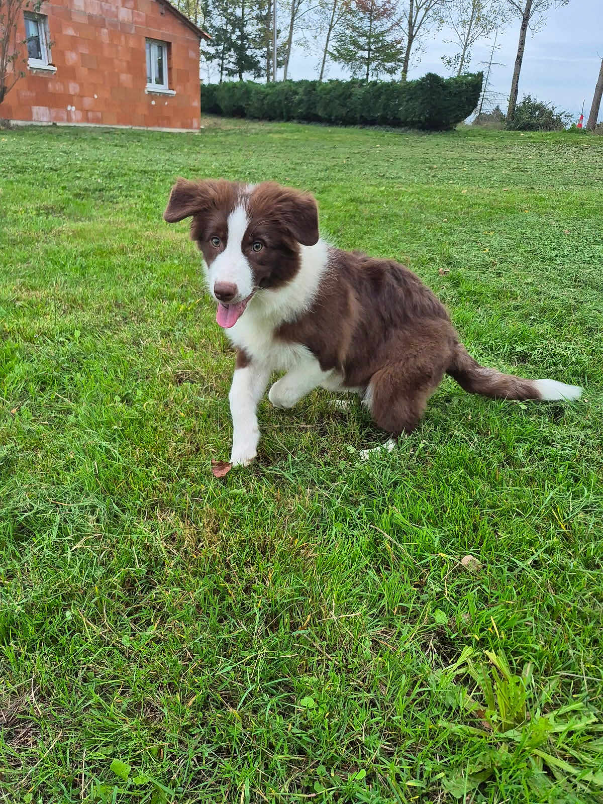 Akila participe au concours pour gagner de l'argent avec cette photo : animal, brick, canine, daytime, dog, ears, field, fur, grass, greenery, house, nature, outdoor, pet, playful, puppy, sky, tongue, tree, young