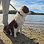 dog, lake, water, sky, clouds, person, pants, sneakers, leash, sand, rocks, shells, outdoor, nature, pet, animal, side_view, daytime, walking, calm