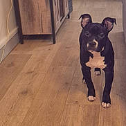 Athena a rejoint le concours — aidez-le/la à gagner de superbes lots ! alert, animal, black_dog, cabinet, canine, curious, dog, domestic, ears_up, flooring, four_legs, furniture, home, indoor, living_room, pet, standing, white_paws, wooden_floor, young_dog