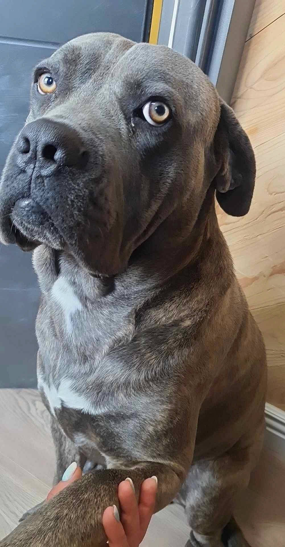 Marley participe au concours pour gagner de l'argent avec cette photo : canidae, carnivore, collar, companion_dog, dog, dog_breed, dog_collar, fawn, fur, gun_dog, hunting_dog, liver, non_sporting_group, pet_supply, snout, sporting_group, terrestrial_animal, whiskers, working_animal, working_dog