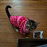 cat, pet, animal, indoor, wooden_floor, food_bowl, pink_sweater, heart_pattern, curious, feline, domestic_animal, clothing, cute, tabby_cat, looking_up, flooring, box, kitten, cozy, household