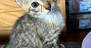 Sya is registered to the contest to win money with this photo: animal, background_blur, cat, closeup, curious, cute, domestic, ears, eyes, feline, fur, indoor, kitten, pet, sitting, soft, striped, tabby, whiskers, young