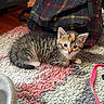 kitten, cat, pet, animal, fur, blue_eyes, striped, plaid, backpack, rug, indoor, floor, cute, small, young, whiskers, curious, lying_down, domestic_animal, cozy