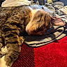 cat, tabby, sleeping, resting, cozy, indoor, blanket, clothing, pile, fur, pet, domestic_animal, relaxation, nap, soft, warm, comfort, feline, closeup, casual