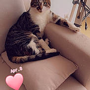 Horus participe au concours pour gagner de l'argent avec cette photo : cat, tabby_cat, couch, cushion, indoor, pet, feline, relaxed, animal, fur, whiskers, ears, eyes, home, living_room, seat, resting, cute, looking, cozy