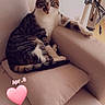cat, tabby_cat, couch, cushion, indoor, pet, feline, relaxed, animal, fur, whiskers, ears, eyes, home, living_room, seat, resting, cute, looking, cozy