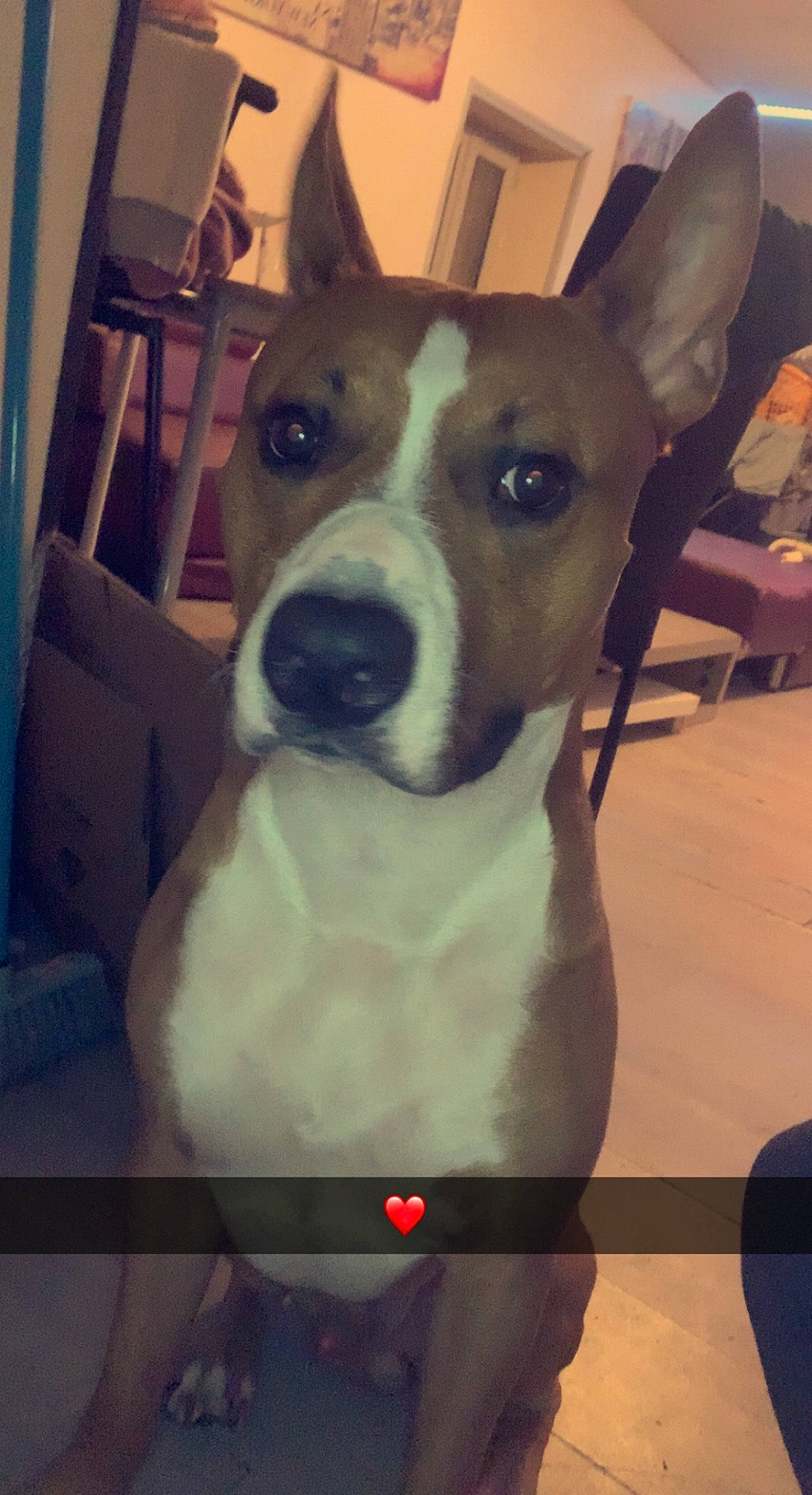 Taz participe au concours pour gagner de l'argent avec cette photo : ancient_dog_breeds, canidae, carnivore, chair, collar, companion_dog, dog, dog_breed, dog_collar, fawn, hound, metal, non_sporting_group, pet_supply, rectangle, snout, sporting_group, square, whiskers, working_animal