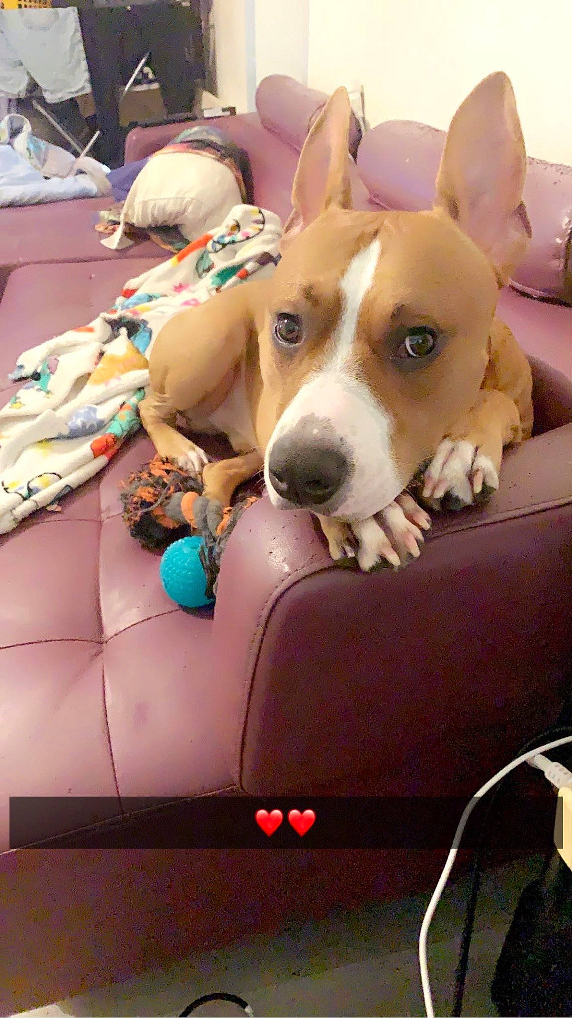 Taz a rejoint le concours — aidez-le/la à gagner de superbes lots ! canidae, car_seat, car_seat_cover, carnivore, collar, comfort, companion_dog, dog, dog_breed, dog_collar, dog_supply, fawn, hound, motor_vehicle, non_sporting_group, snout, sporting_group, toy, vehicle_door, working_animal