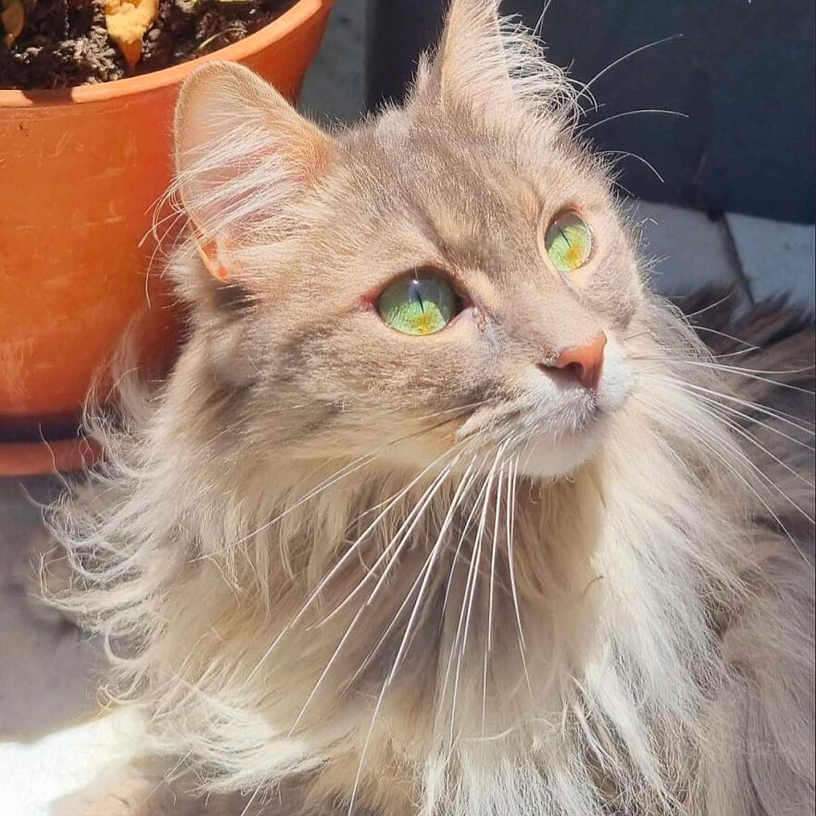 Chicken joined the competition — help win amazing prizes! cat, fluffy, green_eyes, close_up, sunlight, pet, animal, feline, whiskers, long_hair, outdoor, plant_pot, curious, portrait, adorable, soft_fur, cute, nature, domestic_animal, relaxed