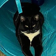 Bella joined the competition — help win amazing prizes! cat, black_and_white, tunnel, toy, stretching, paws, indoor, feline, pet, yellow_eyes, carpet, playful, relaxed, animal, whiskers, fur, close_up, cute, domestic_cat, resting