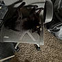 black_cat, carpet, cat, chair, eyes, fur, furniture, home, indoor, lounging, mesh, office_chair, paw, pet, relaxed, shadow, textile, upside_down, wheel, whiskers