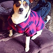 Pete is registered to the contest to win money with this photo: dog, plaid_shirt, pet_clothing, indoor, brown_cushion, slippers, carpet, small_dog, black_white_brown_fur, alert, sitting, close_up, domestic_pet, cozy, fur, animal, cute, eyes, ears, nose