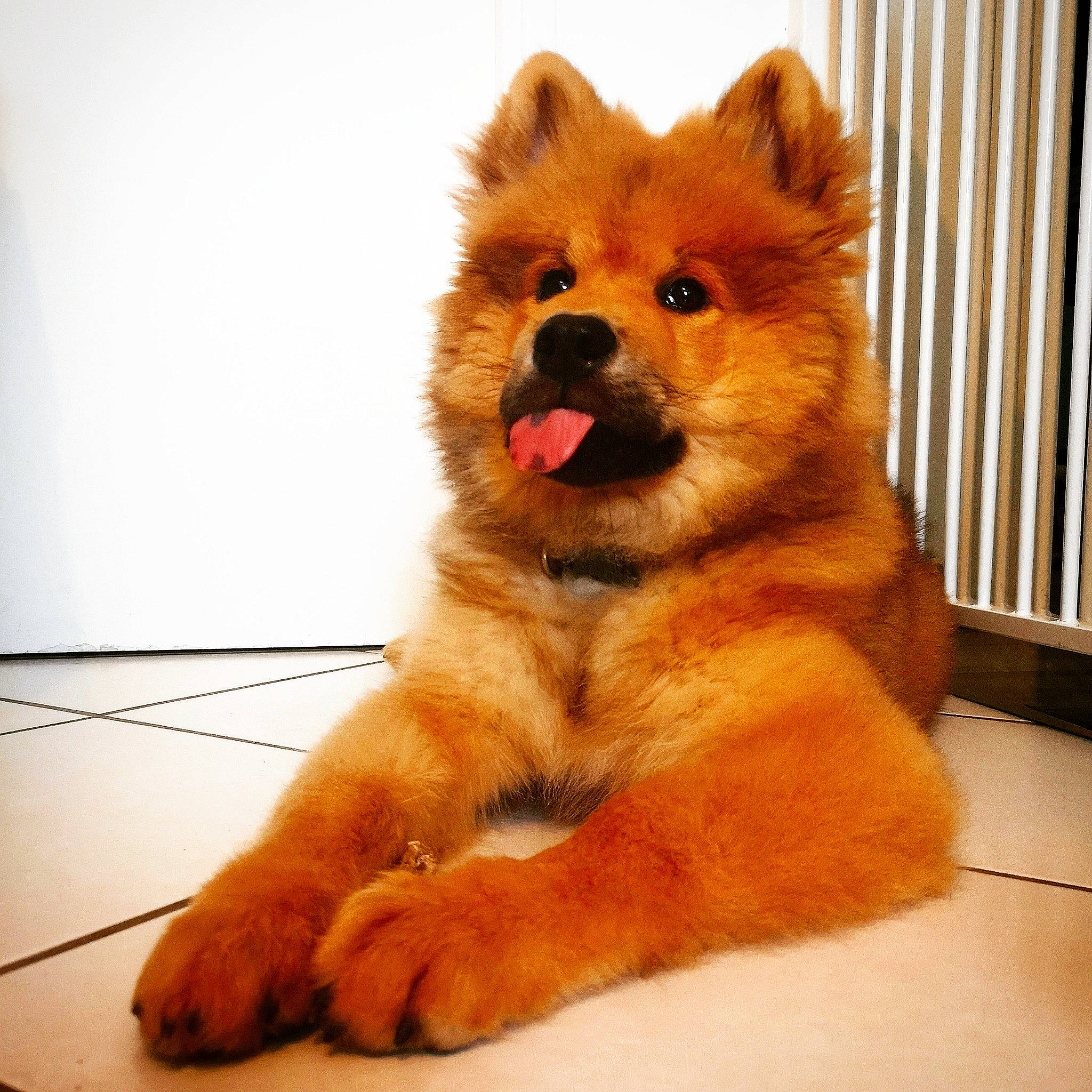 Peanut a rejoint le concours — aidez-le/la à gagner de superbes lots ! canidae, canis, carnivore, chow_chow, companion_dog, dog, dog_breed, dog_supply, finnish_spitz, fur, non_sporting_group, orange, pet_supply, pomeranian, snout, spitz, sporting_group, tongue, whiskers, working_animal