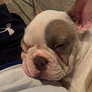 Bauer is registered to the contest to win money with this photo: dog, puppy, french_bulldog, sleeping, couch, sofa, pet, close_up, face, nose, ear, wrinkles, fur, snout, adorable, resting, indoor, human_hand, clothing, blanket