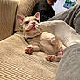 Bauer is registered to the contest to win money with this photo: dog, french_bulldog, puppy, sock, foot, couch, person, beanie, indoor, cozy, paw, collar, nose, tongue, living_room, blanket, seating, cute, pet, casual