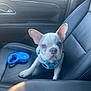 Bauer joined the competition — help win amazing prizes! dog, french_bulldog, puppy, car_interior, leather_seat, blue_harness, retractable_leash, passenger_seat, car_window, ears, cute, portrait, looking_at_camera, travel, sunlight, paw, nose, pet, small_dog, seat