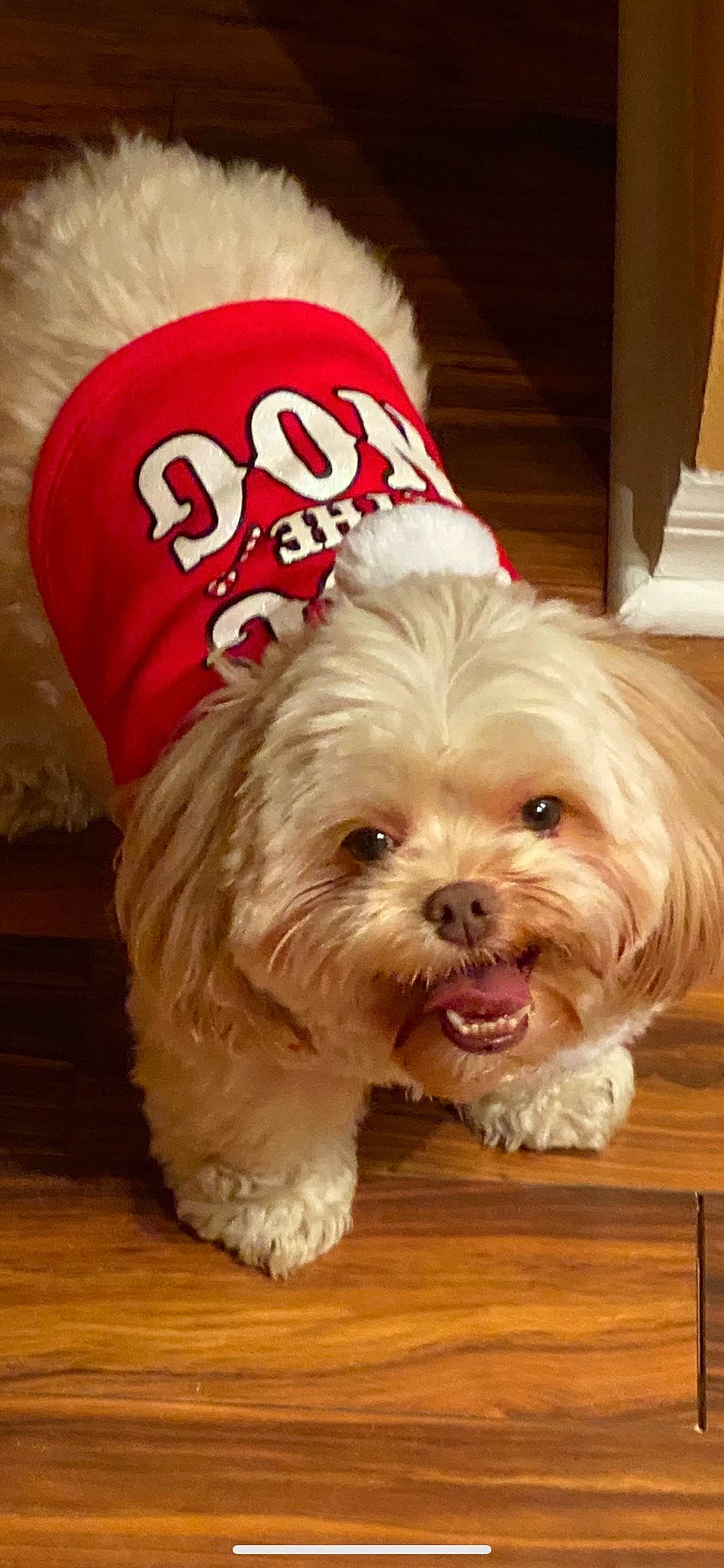 Pumpkin is registered to the contest to win money with this photo: canidae, carnivore, companion_dog, dog, dog_breed, dog_supply, flooring, fur, hardwood, liver, maltepoo, non_sporting_group, small_terrier, snout, sporting_group, terrier, toy_dog, wood, working_animal, yorkipoo