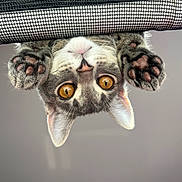 Luna joined the competition — help win amazing prizes! cat, kitten, feline, pet, golden_eyes, paws, paw_pads, whiskers, pink_nose, ears, close_up, portrait, upside_down, curious, playful, indoor, mesh, soft_fur, sharp_focus, shallow_depth_of_field