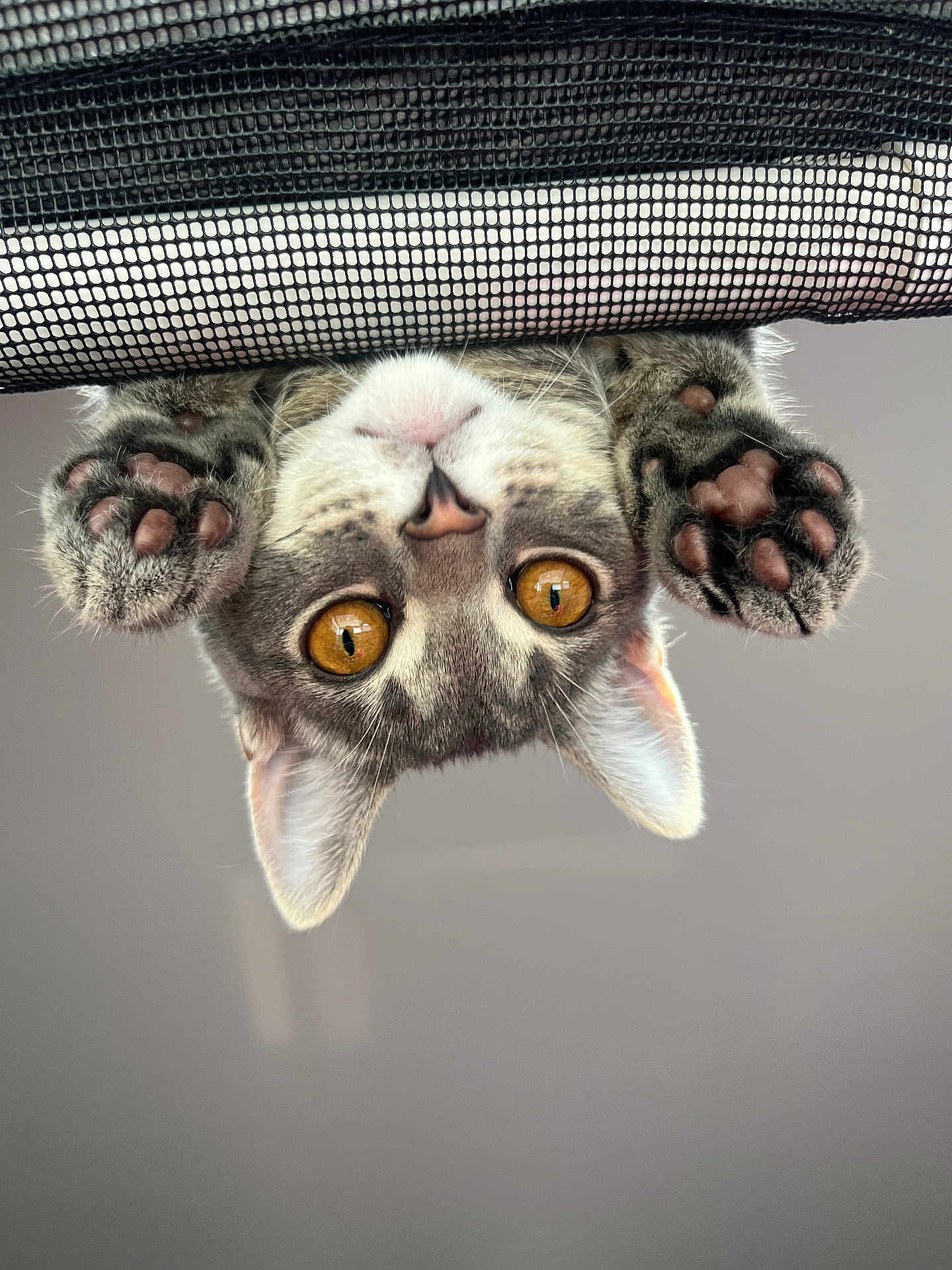 Luna joined the competition — help win amazing prizes! cat, kitten, feline, pet, golden_eyes, paws, paw_pads, whiskers, pink_nose, ears, close_up, portrait, upside_down, curious, playful, indoor, mesh, soft_fur, sharp_focus, shallow_depth_of_field