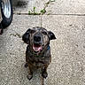 dog, brindle_coat, happy, excited, sitting, concrete, driveway, tire, vehicle, outdoor, pet, collar, brown, black, canine, smiling, looking_up, daylight, animal, friendly
