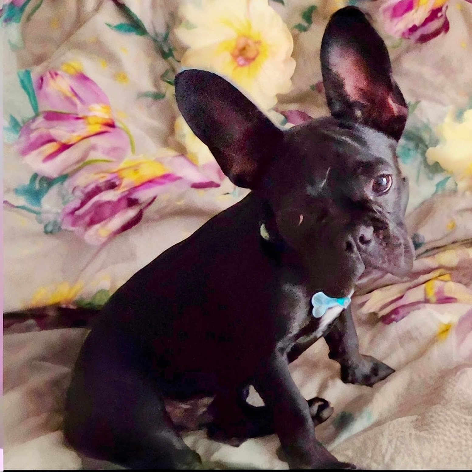 Odin is registered to the contest to win money with this photo: animal, bostonbull, bulldog, canine, cat, dog, flower, frenchbulldog, pet, petal, pitbull, plant, puppy, purple, snout