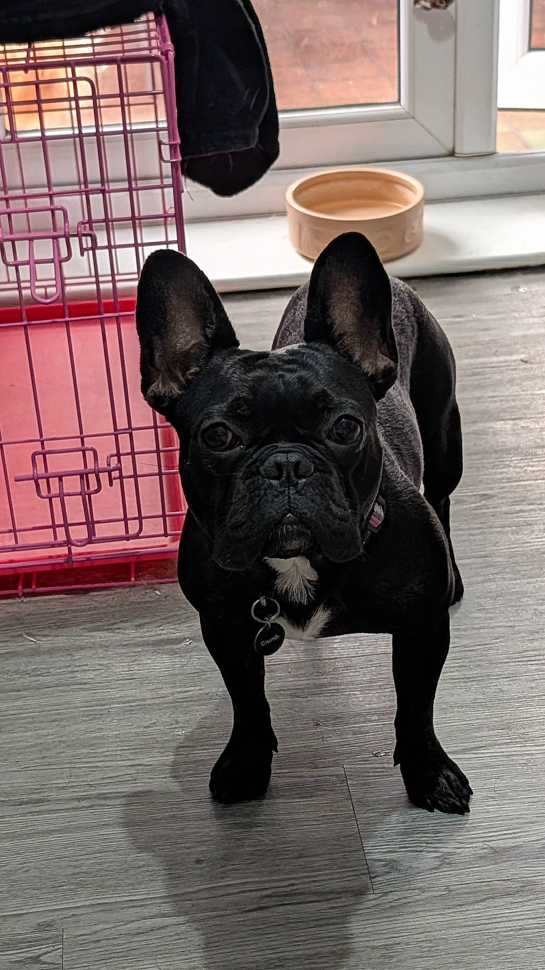 Odin is registered to the contest to win money with this photo: black_dog, collar, crate, cute, dog, ears, floorboards, food_bowl, french_bulldog, home, indoor, looking_at_camera, muzzle, pet, portrait, shadow, standing, tag, window, wood_floor