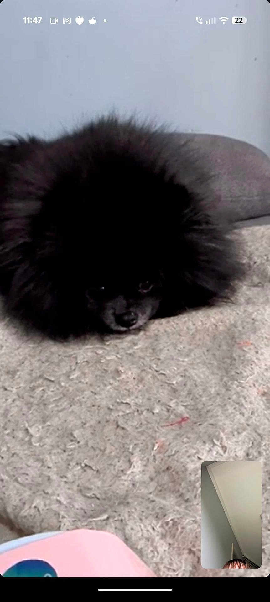 Apollo is registered to the contest to win money with this photo: dog, pomeranian, black_fur, fluffy, carpet, couch, pet, small_dog, face, nose, eyes, fur, indoor, resting, closeup, video_call, thumbnail, smartphone_ui, status_bar, home