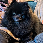 Apollo joined the competition — help win amazing prizes! dog, pomeranian, black_pomeranian, fluffy, fur, pet, close_up, portrait, eyes, nose, lap, cozy, indoor, sofa, blanket, human_hand, smartphone, sitting, adorable, cute