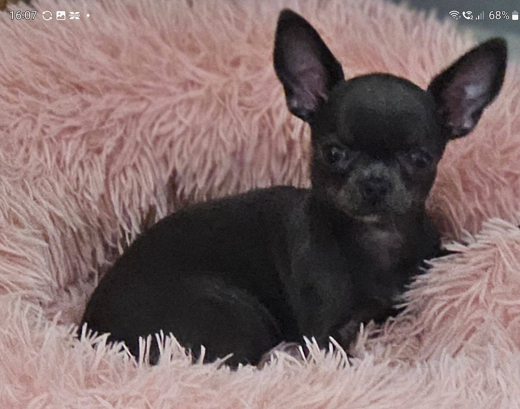 Athena joined the competition — help win amazing prizes! canidae, carnivore, chihuahua, comfort, companion_dog, corgi_chihuahua, dog, dog_breed, ear, fawn, fur, grass, liver, prazsky_krysarik, russkiy_toy, snout, terrestrial_animal, toy_dog, whiskers, working_animal