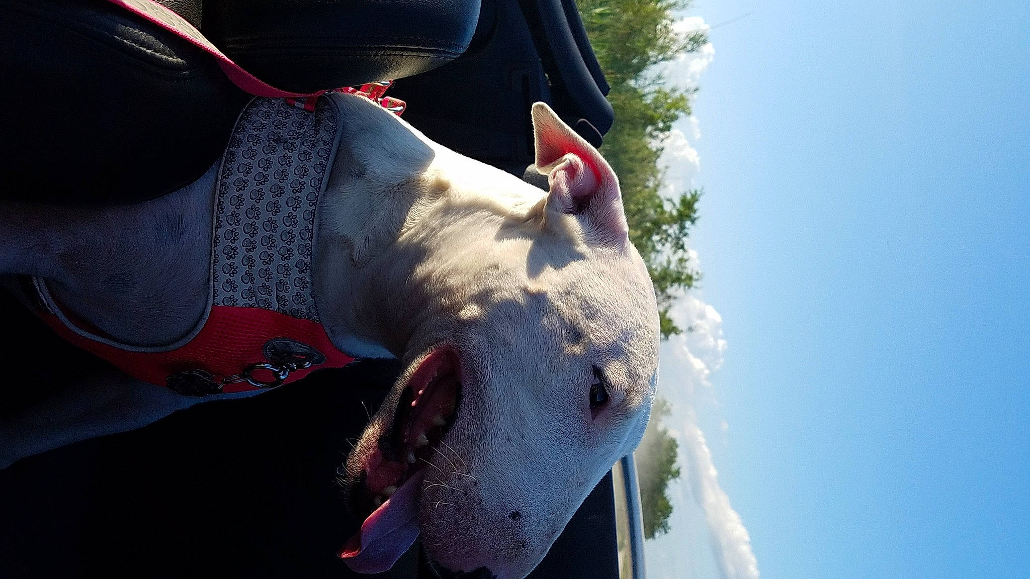 Starr joined the competition — help win amazing prizes! adventure, carmine, cloud, dog, eyewear, fish, flesh, fun, gesture, happy, human_leg, jaw, light, personal_protective_equipment, recreation, shark, sky, sunglasses, tree