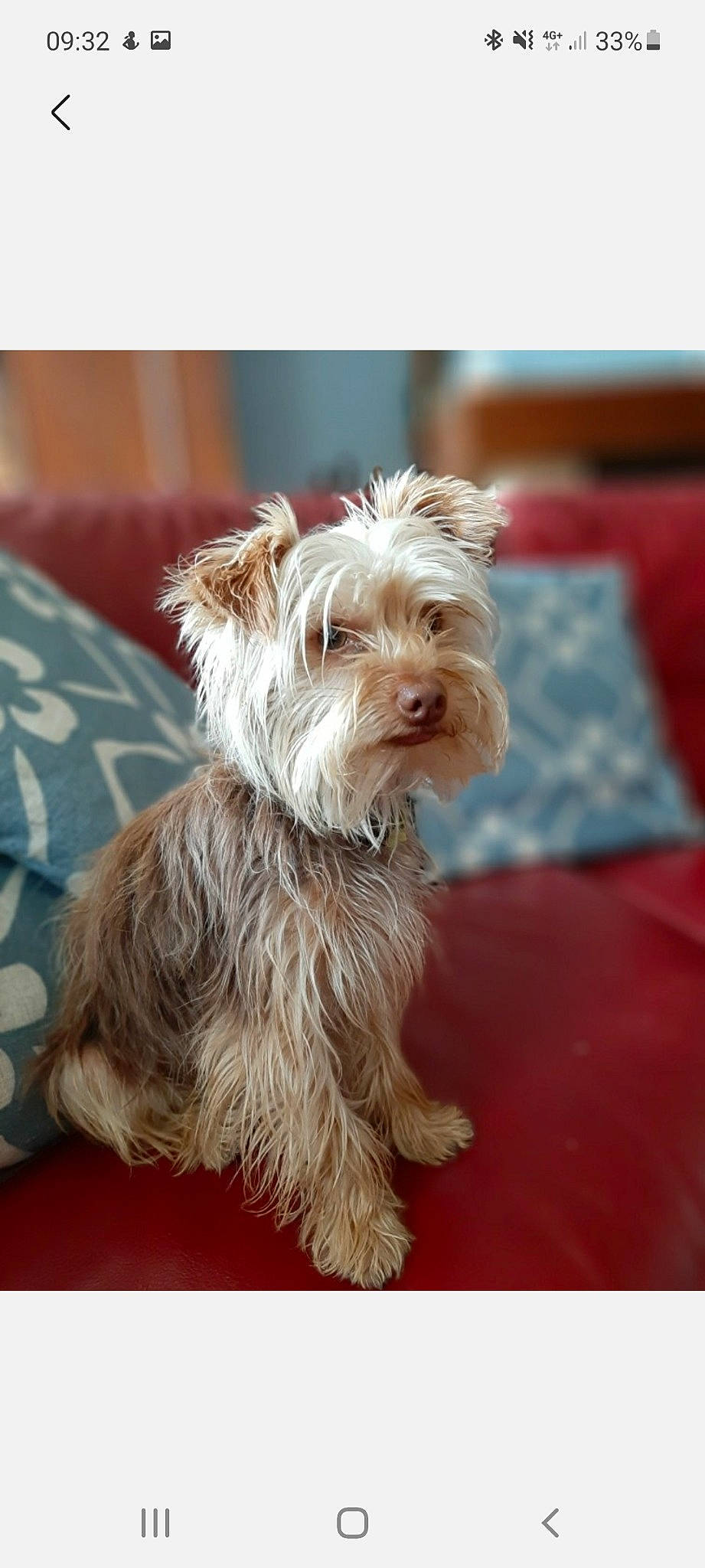 Puppy a rejoint le concours — aidez-le/la à gagner de superbes lots ! biewer_terrier, canidae, carnivore, companion_dog, dog, dog_breed, dog_supply, fur, maltepoo, non_sporting_group, small_terrier, sporting_group, terrier, toy_dog, working_animal, yorkipoo