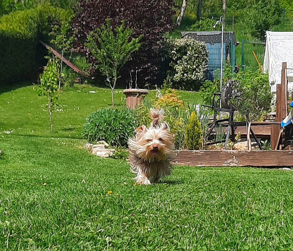 Puppy participe au concours pour gagner de l'argent avec cette photo : australian_terrier, carnivore, chair, companion_dog, dog, dog_breed, garden, grass, groundcover, landscape, landscaping, lawn, plant, shrub, small_terrier, sporting_group, terrier, toy_dog, tree, yard