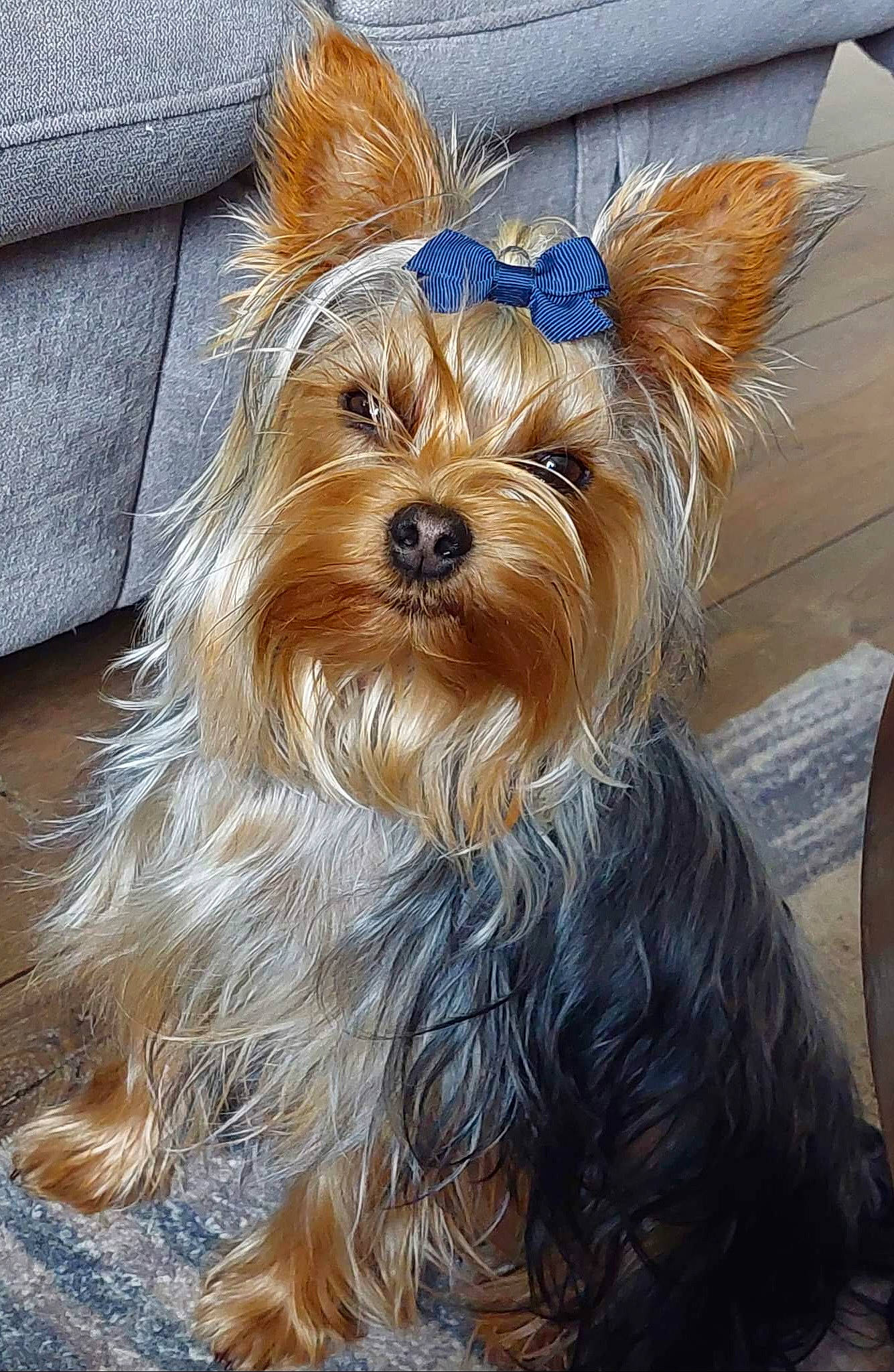 Sirius participe au concours pour gagner de l'argent avec cette photo : biewer_terrier, canidae, carnivore, companion_dog, dog, dog_breed, dog_supply, fashion_accessory, fawn, fur, liver, maltepoo, small_terrier, snout, sporting_group, terrier, toy_dog, working_animal, yorkipoo, yorkshire_terrier