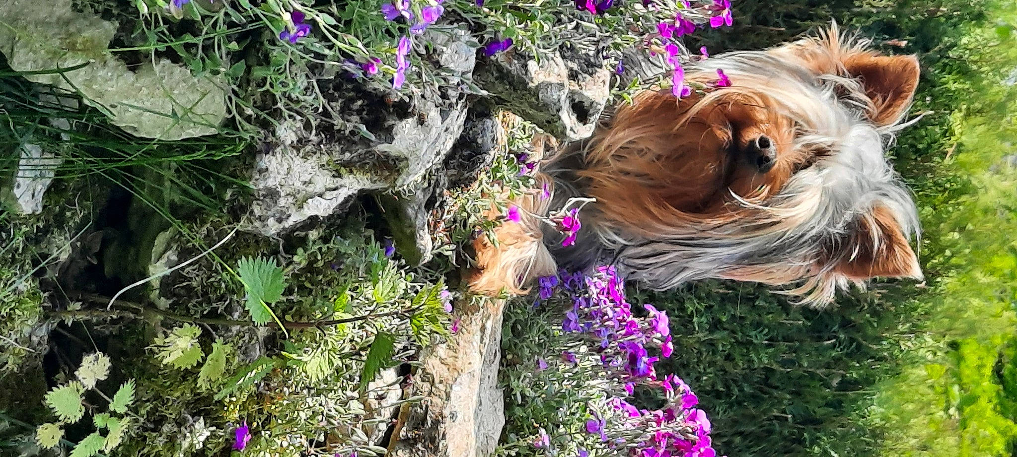 Sirius a rejoint le concours — aidez-le/la à gagner de superbes lots ! carnivore, companion_dog, dog, dog_breed, fawn, flower, flowering_plant, grass, groundcover, liver, magenta, organism, petal, plant, purple, shrub, spring, toy_dog, tree, wood