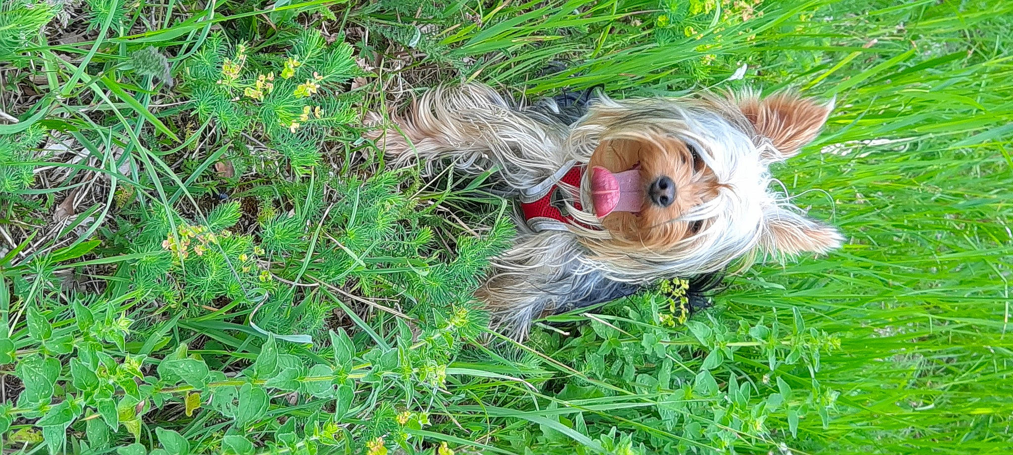 Sirius participe au concours pour gagner de l'argent avec cette photo : canidae, carnivore, companion_dog, dog, dog_breed, dog_clothes, dog_supply, fawn, grass, groundcover, liver, plant, small_terrier, sporting_group, tail, terrestrial_plant, terrier, toy_dog, water_dog, working_animal