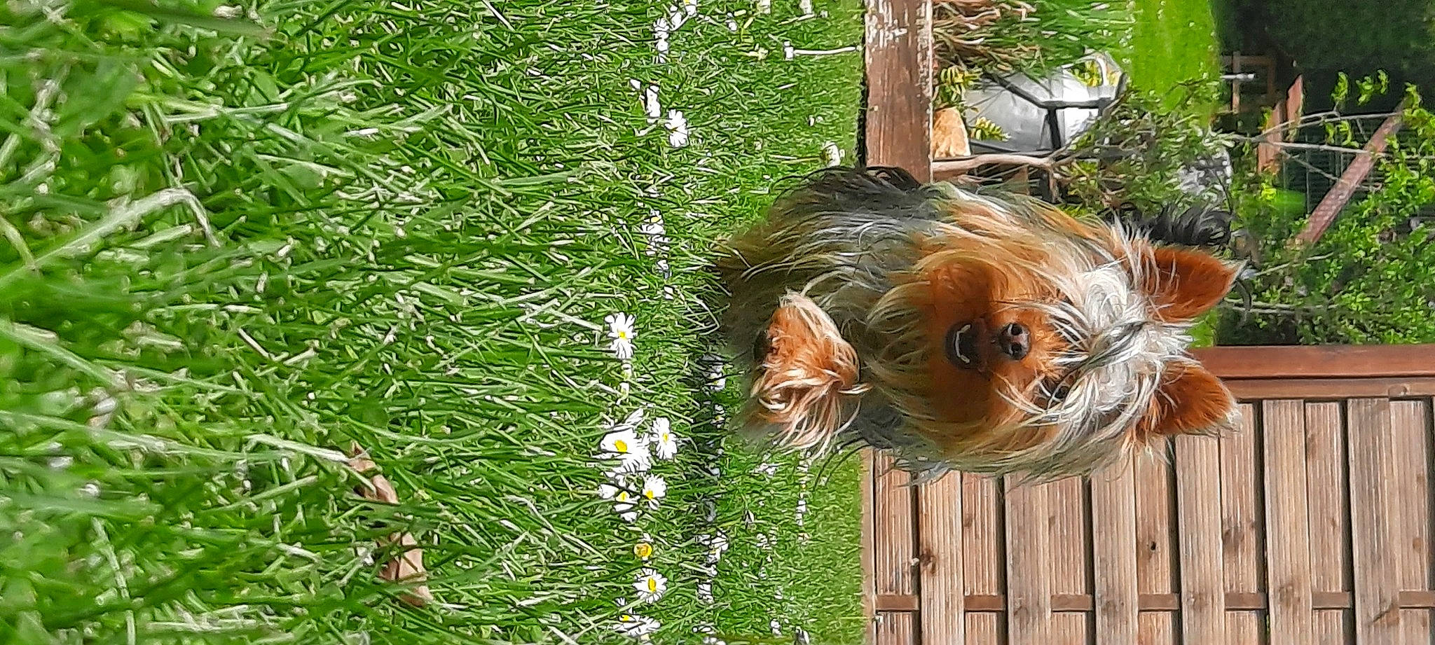 Sinoe a rejoint le concours — aidez-le/la à gagner de superbes lots ! canidae, carnivore, companion_dog, dog, dog_breed, fawn, grass, groundcover, liver, palm_tree, people_in_nature, plant, sporting_group, terrestrial_plant, toy_dog, tree, trunk, wildlife, wood, working_animal