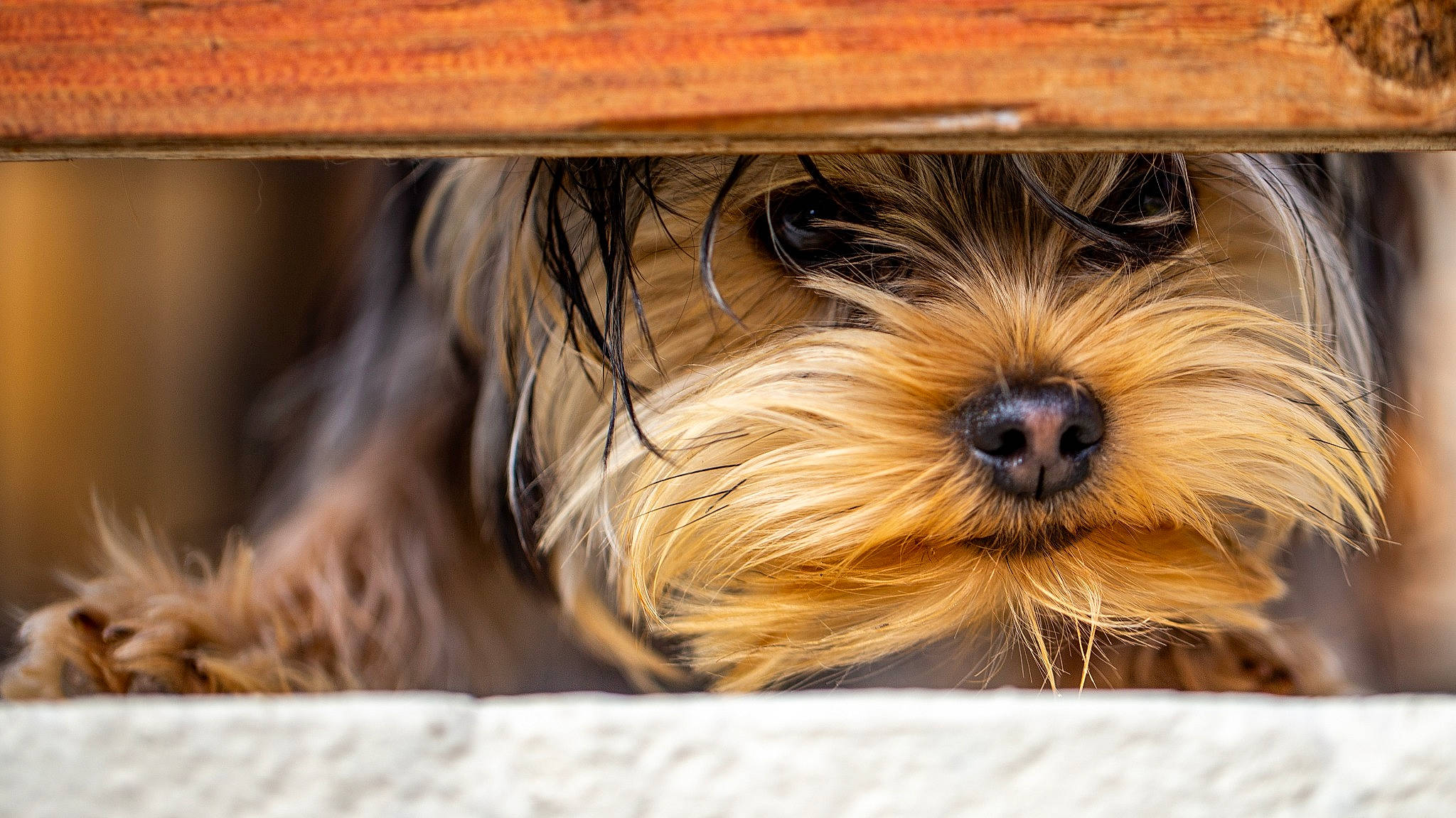 Sinoe a rejoint le concours — aidez-le/la à gagner de superbes lots ! biewer_terrier, canidae, carnivore, close_up, companion_dog, dog, dog_breed, dog_collar, fur, liver, maltepoo, small_terrier, snout, sporting_group, terrestrial_animal, terrier, toy_dog, wood, working_animal, yorkshire_terrier